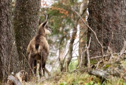 Chamois observé dans la forêt près du Creux-du-Van