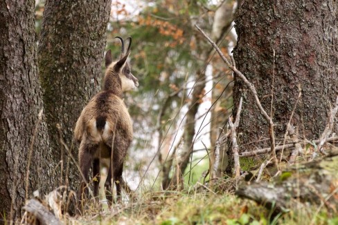 Vue matinale d'un chamois dans la forêt près du Creux-du-Van