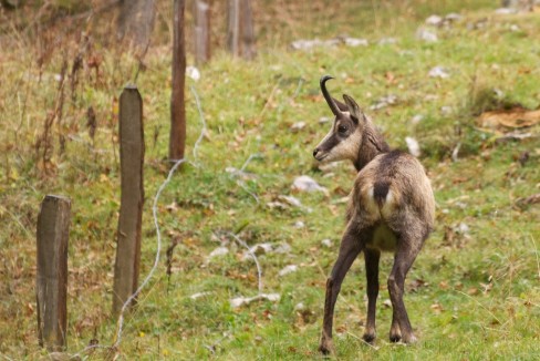 Chamois dans un champ sous la pluie...