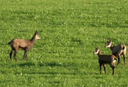 Troupeau de chamois observé près du village des Bayards (Val-de-Travers)