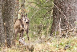Chamois qui effectue un brin de toilette sous le regard du photographe (réserve du Creux-du-Van)