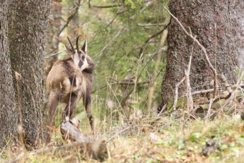Un brin de toilette pour ce chamois observé près du Creux-du-Van