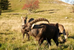 Bouquetin mâle rejoignant le troupeau des femelles durant la saison du rut.