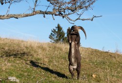 Bouquetin exécutant un numéro d'équilibriste...