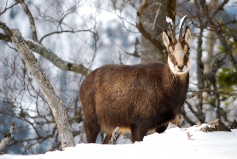 Chamois observé près de la Grand-Vy au Creux-du-Van