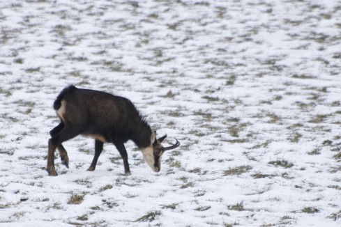 Chamois près de Noiraigue
