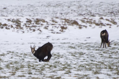 Chamois près de Noiraigue