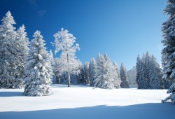 Vue hivernale d'une pâturage boisé près du Creux-du-Van