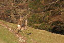 Chevrette qui se précipite dans la forêt