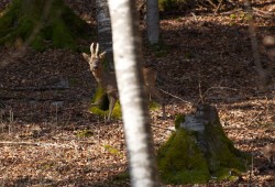 Brocard observé dans un sous-bois du village de Couvet