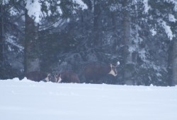 Trois chamois observés près de Plancemont un froid matin d'hiver.