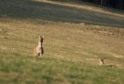 Deux chevreuils observés près de Couvet.