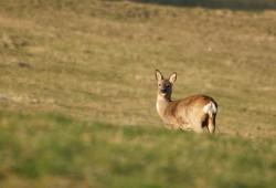 Chevrette dans la lumière du soir près de Couvet