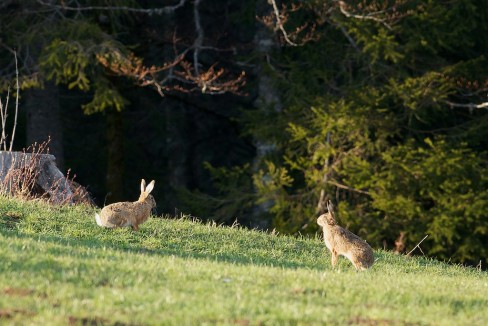 Deux lièvres assis dans un pâturage boisé du jura neuchâtelois.