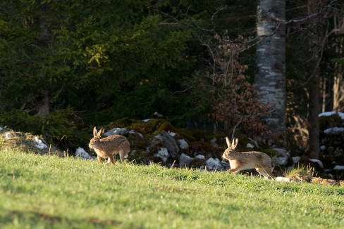 Deux lièvres courant en lisière de forêt