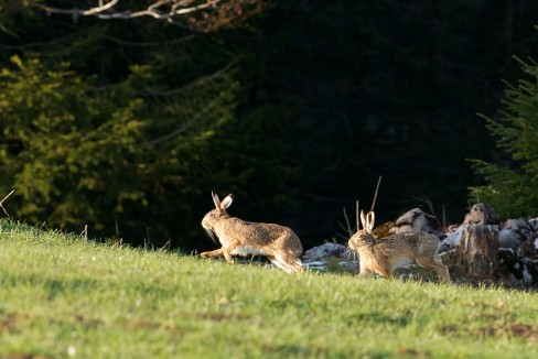 Deux lièvres observés en lisière de forêt dans la vallée de la Brévine...