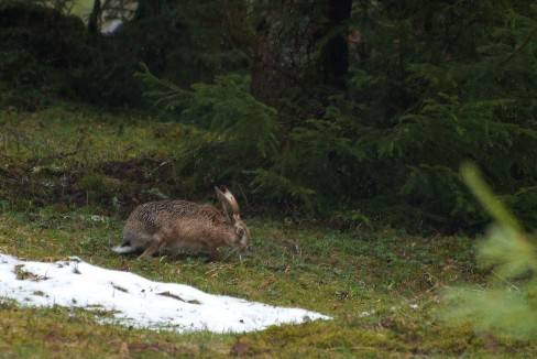 Lièvre brun surpris après une averse printanière quelque part dans la vallée de la Brévine