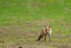 Curieux, ce renard roux se fige et observe le photographe quelques instants avant de prendre ses distances...