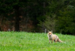 Renard roux photographié sous une fine pluie printanière dans la vallée de la Brévine...