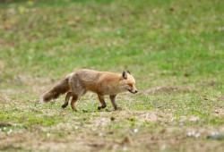 Renard roux observé dans un pâturage boisé de la vallée de la Brévine...