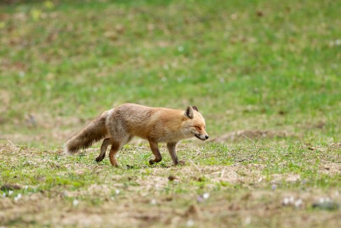 Renard roux marchant tranquillement dans un pâturage boisé de la vallée de la Brévine