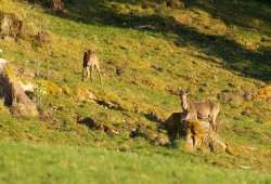 Couple de chevreuils observés dans la vallée de la Brévine au coucher du soleil...