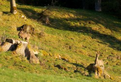 Couple de chevreuils observés dans la vallée de la Brévine au coucher du soleil...