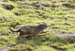Marmotte courant d'un terrier à l'autre alors que la buse variable n'est pas loin...