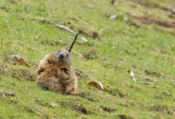 Séance de toilettage pour une marmotte du Jura à quelques pas de son terrier...