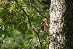 Ecureuil roux perché sur un sapin dans la réserve du Creux-du-Van...