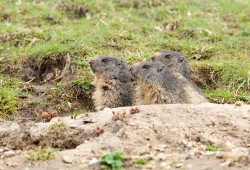 Marmottes observées dans la région du Creux-du-Van