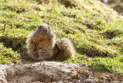 Marmotte qui se gratte le flanc près du Creux-du-Van...