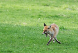 Renard observé au crépuscule près du Mont-de-Travers