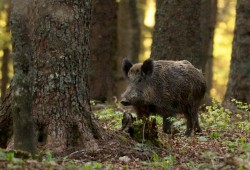 Sanglier observé à l'aurore près du signal du Lessy