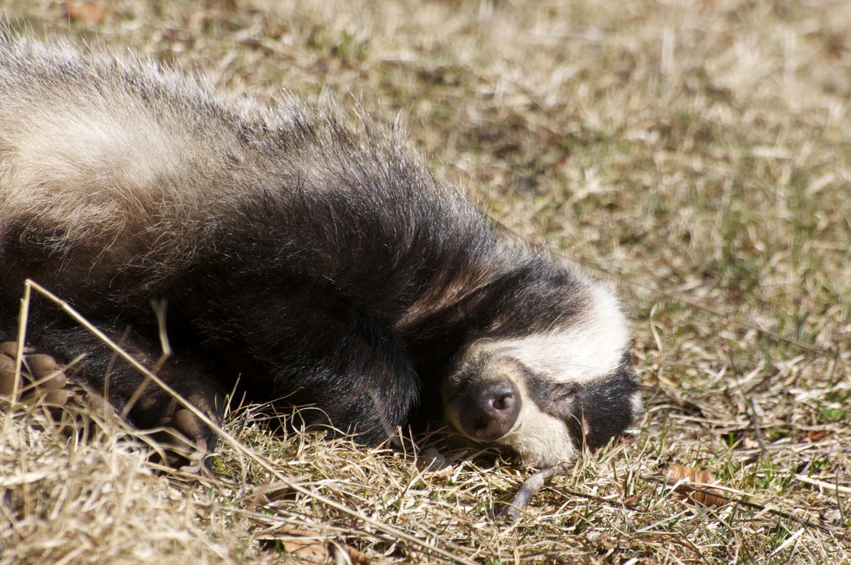 Blaireau endormi... - Spiga.ch - Photographies naturalistes du canton ...