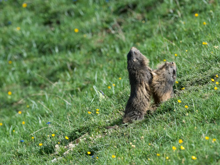 Marmotte