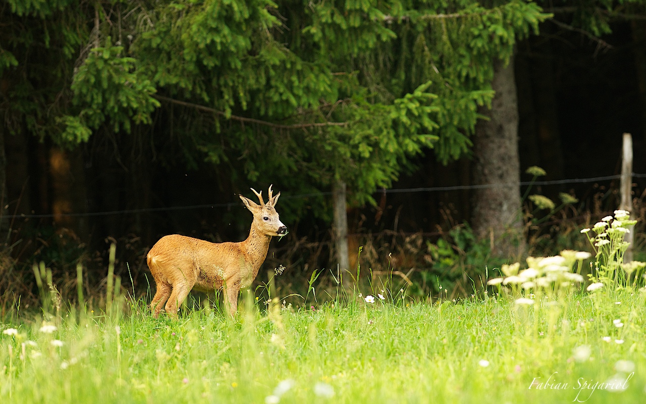 Brocard en lisière de forêt un soir d'été... - Spiga.ch - Photographies ...