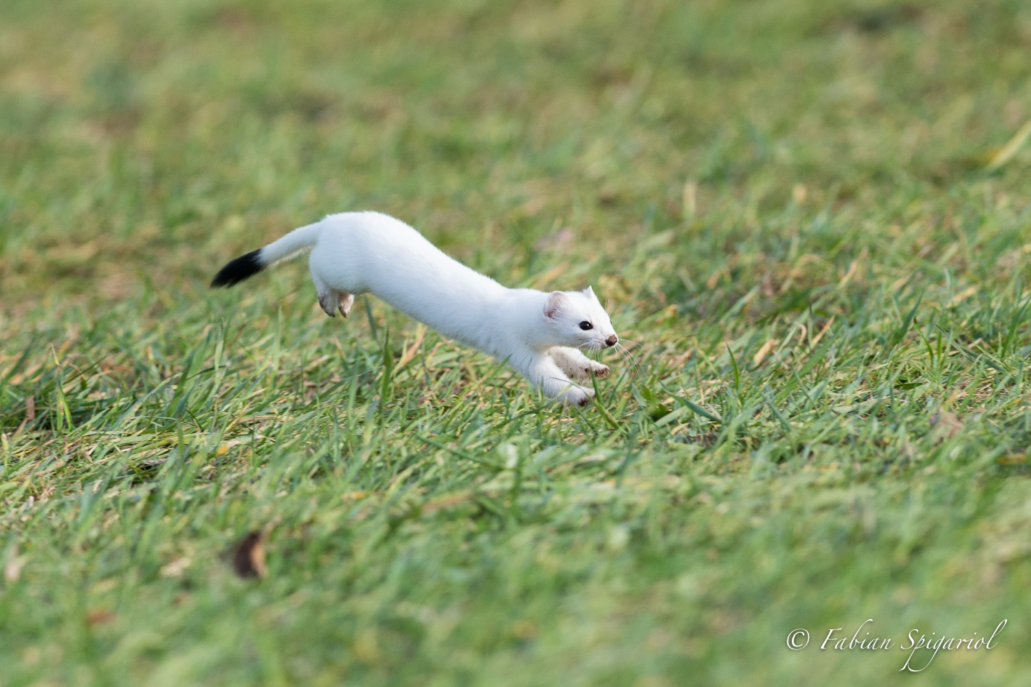 Hermine | Spiga.ch - Photographies naturalistes du canton de Neuchâtel