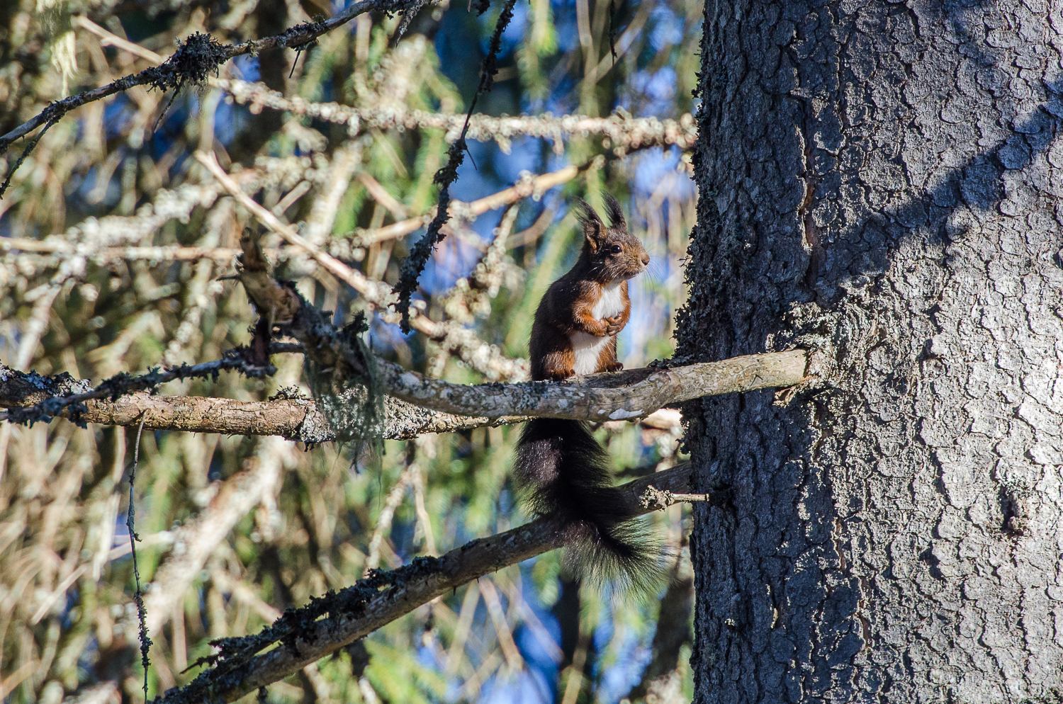 Un Ecureuil forestier...
