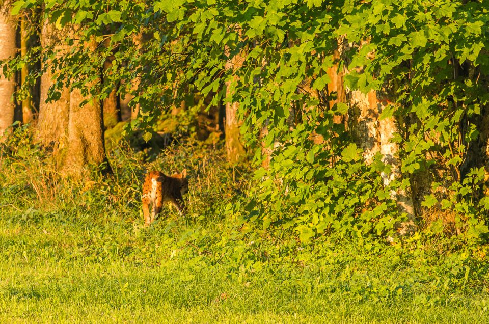 Photographie d'un lynx boréal immortalisé en bordure de forêt au coucher du soleil dans le jura neuchâtelois.