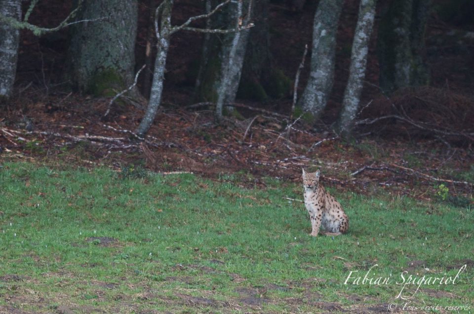 Lorsque le lynx sort de la forêt et s'assied face à vous, un rêve d'enfant devient réalité...