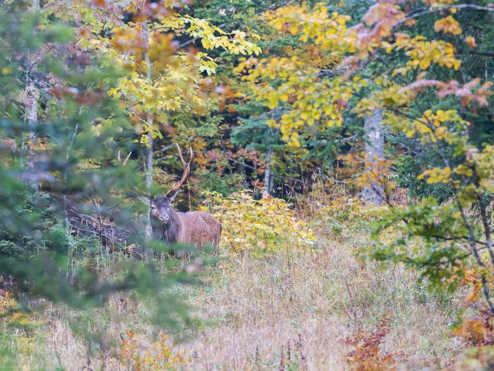 Cerf