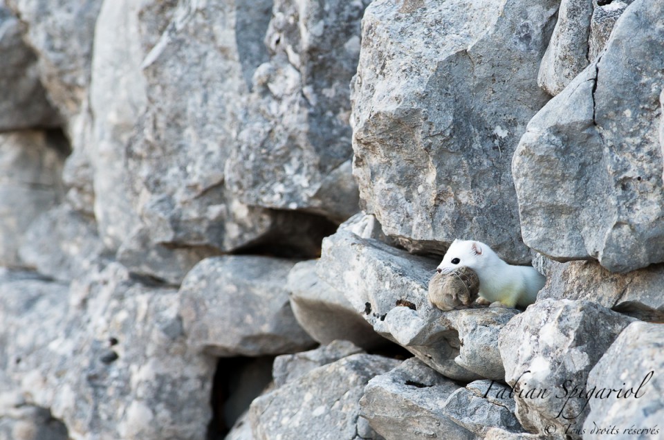 Hermine blanche et sa proie - Une hermine en robe d'hiver surprise dans un mur de pierres jurassien avec un campagnol dans la gueule.