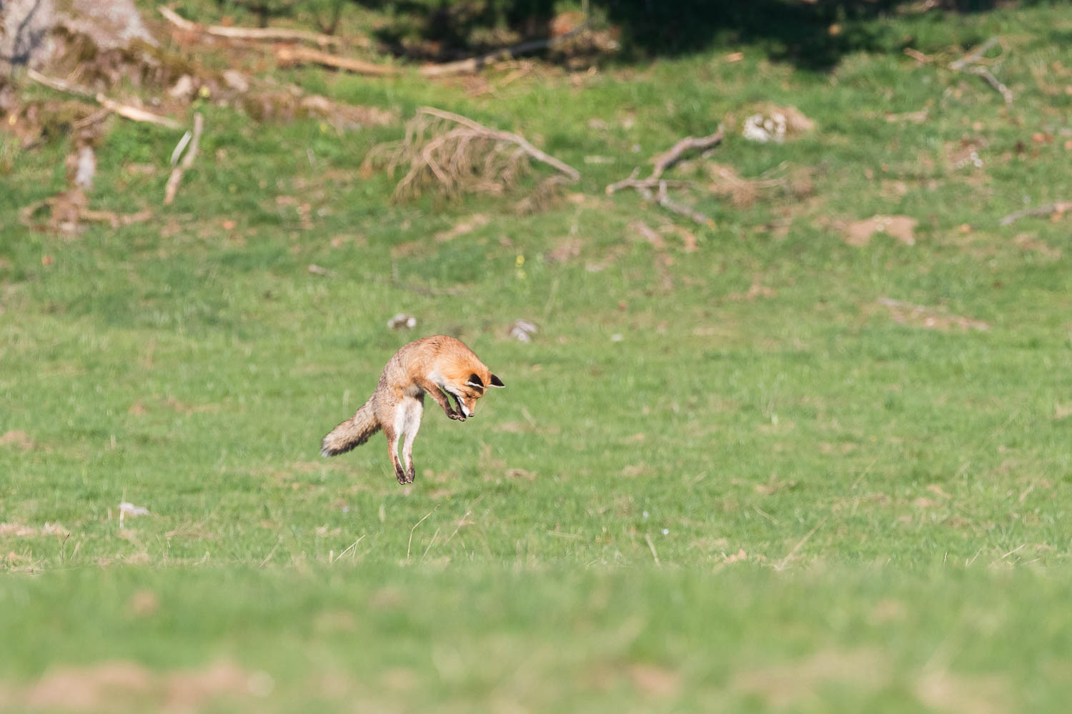 Le renard se regroupe puis bondit droit comme un I avant de plonger sur le campagnol.