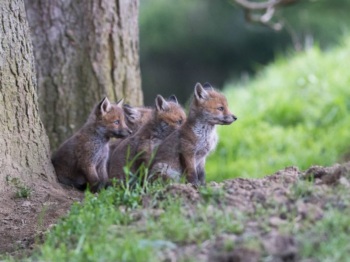Renard roux