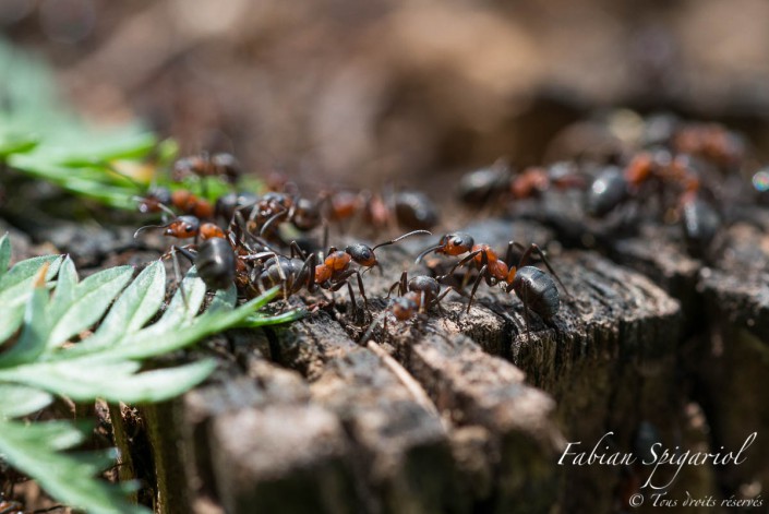 Un travail de fourmis - A proximité de la rouge, les fourmis rouges d'activent et s'affairent sur une souche sèche.