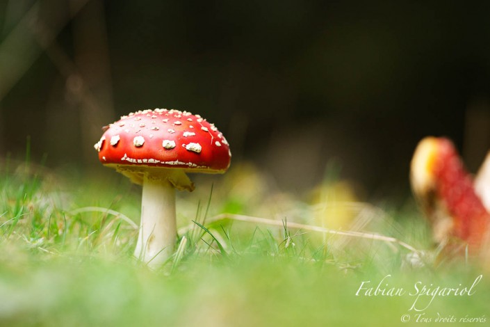 Amanite tue-mouche - Son chapeau rouge à pois blancs en font un champignons à la fois dangereux et terriblement photogénique.