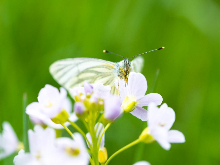 Microcosmos