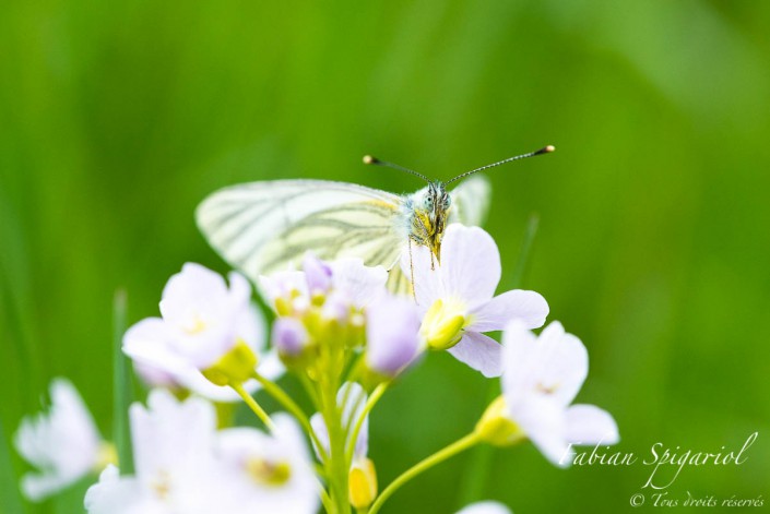 Le pierride du navet papillonne quelques instants avant de repartir survoler la praire fleurie du Val-de-Travers.