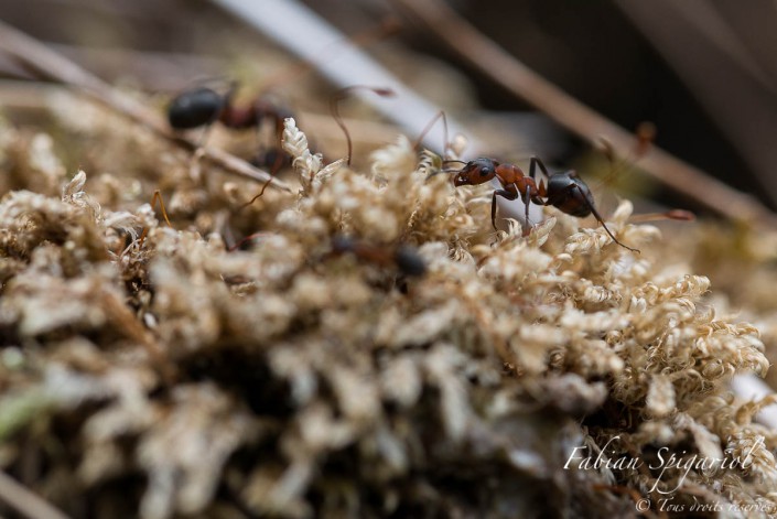 Fourmi rouge - Gros plan sur une fourmi rouge qui s'affaire sur une souche recouverte de copeaux de bois dans les forêts du Val-de-Travers.